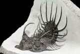 New Trilobite Species (Affinities to Quadrops) - Very Large! #86535-1